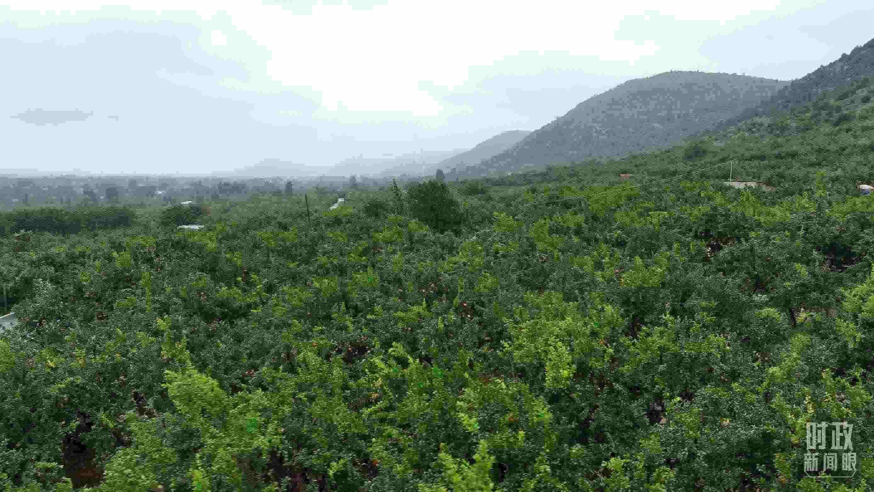 △山東棗莊冠世榴園。（總臺記者韓森、張鵬拍攝）