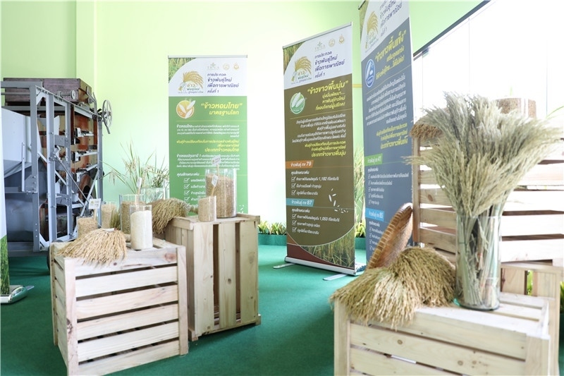 圖為泰國農(nóng)業(yè)與合作社部培育的優(yōu)質(zhì)稻種。泰國商務(wù)部供圖