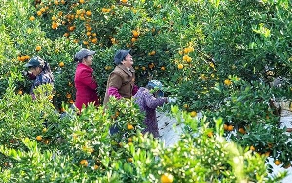 農(nóng)戶在果園中采摘果實(shí)。湖南省石門縣融媒體中心 唐亞翔攝