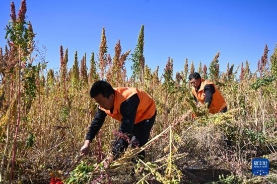9月28日，農(nóng)民參加內(nèi)蒙古武川縣首屆藜麥開鐮節(jié)割藜麥比賽。