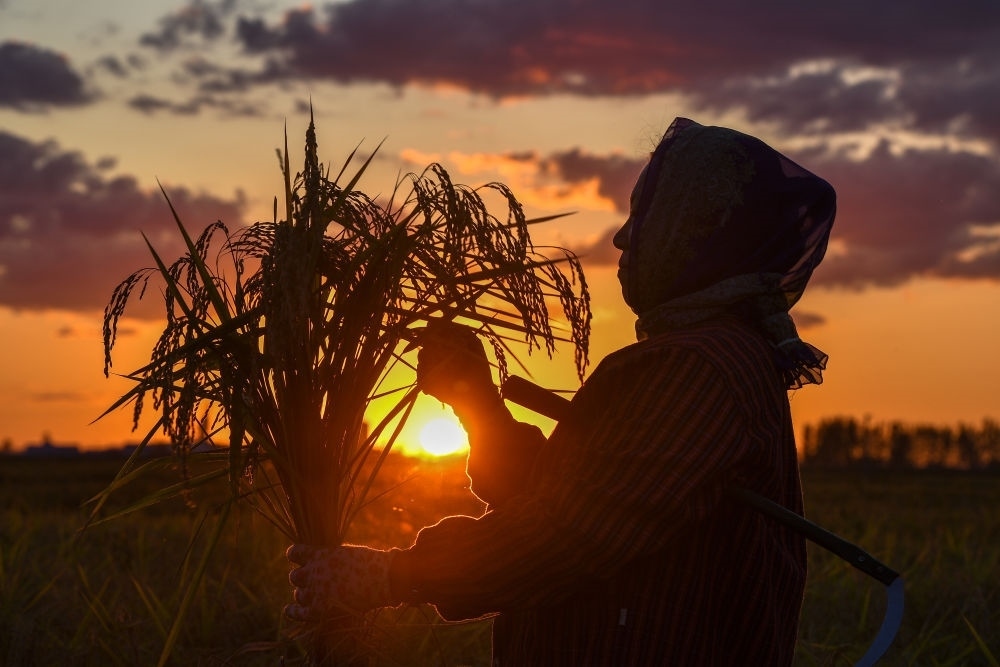 農(nóng)民在吉林省吉林市永吉縣萬(wàn)昌鎮(zhèn)花家村收割水稻（2023年9月12日攝）。新華社記者 張楠 攝