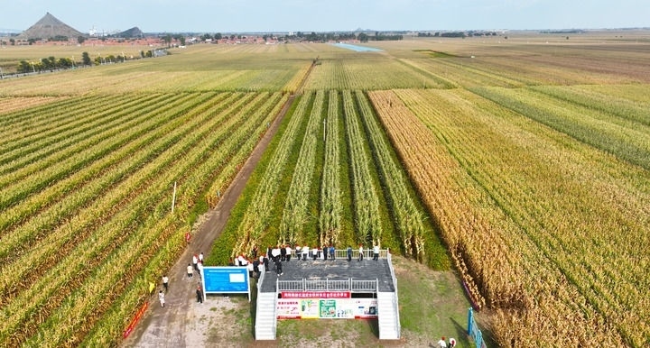 在遼寧省鐵嶺縣蔡牛鎮(zhèn)，外地農(nóng)民到張莊玉米合作社的大田里學(xué)習(xí)玉米選種和栽種技術(shù)（2023年9月26日攝，無(wú)人機(jī)照片）。新華社記者 楊青 攝