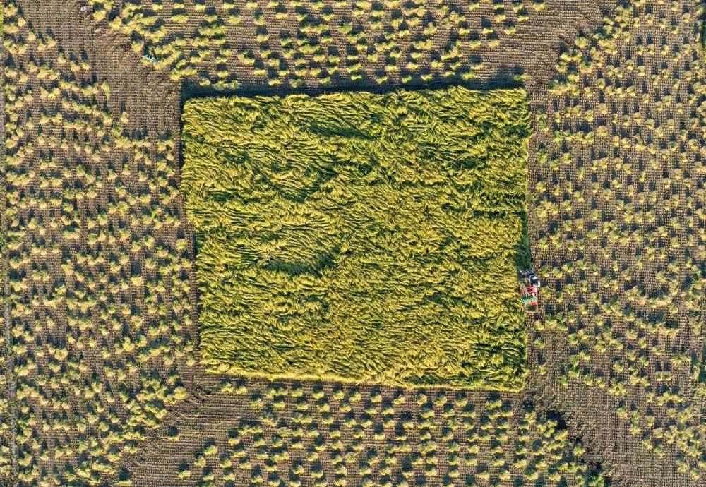 在吉林省舒蘭市平安鎮(zhèn)金星村，農(nóng)民駕駛農(nóng)機(jī)收割水稻（2023年9月21日攝，無(wú)人機(jī)照片）。新華社記者 張楠 攝