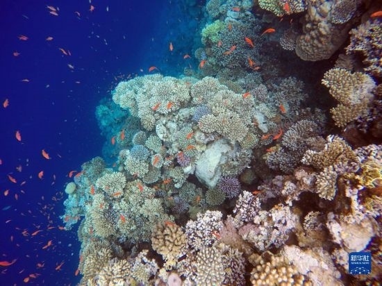  這是10月2日在埃及西奈半島達(dá)哈布藍(lán)洞內(nèi)拍攝的珊瑚和魚類。新華社記者 隋先凱 攝