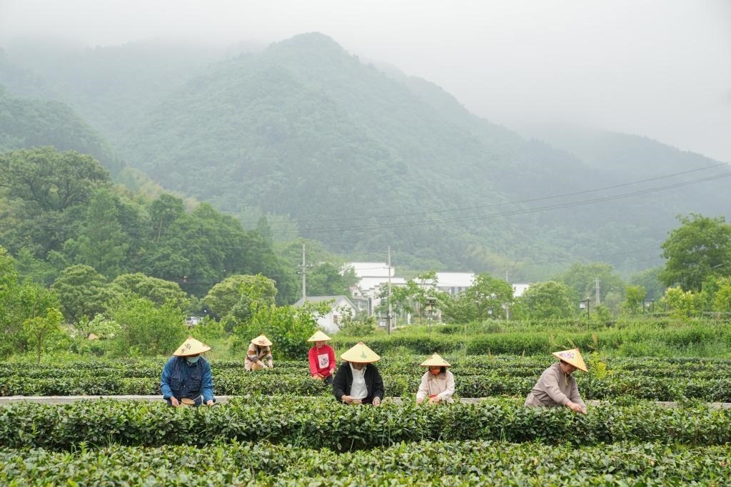 2022年5月11日，村民在大灣村生態(tài)茶園內(nèi)采摘茶葉。新華社記者杜宇攝