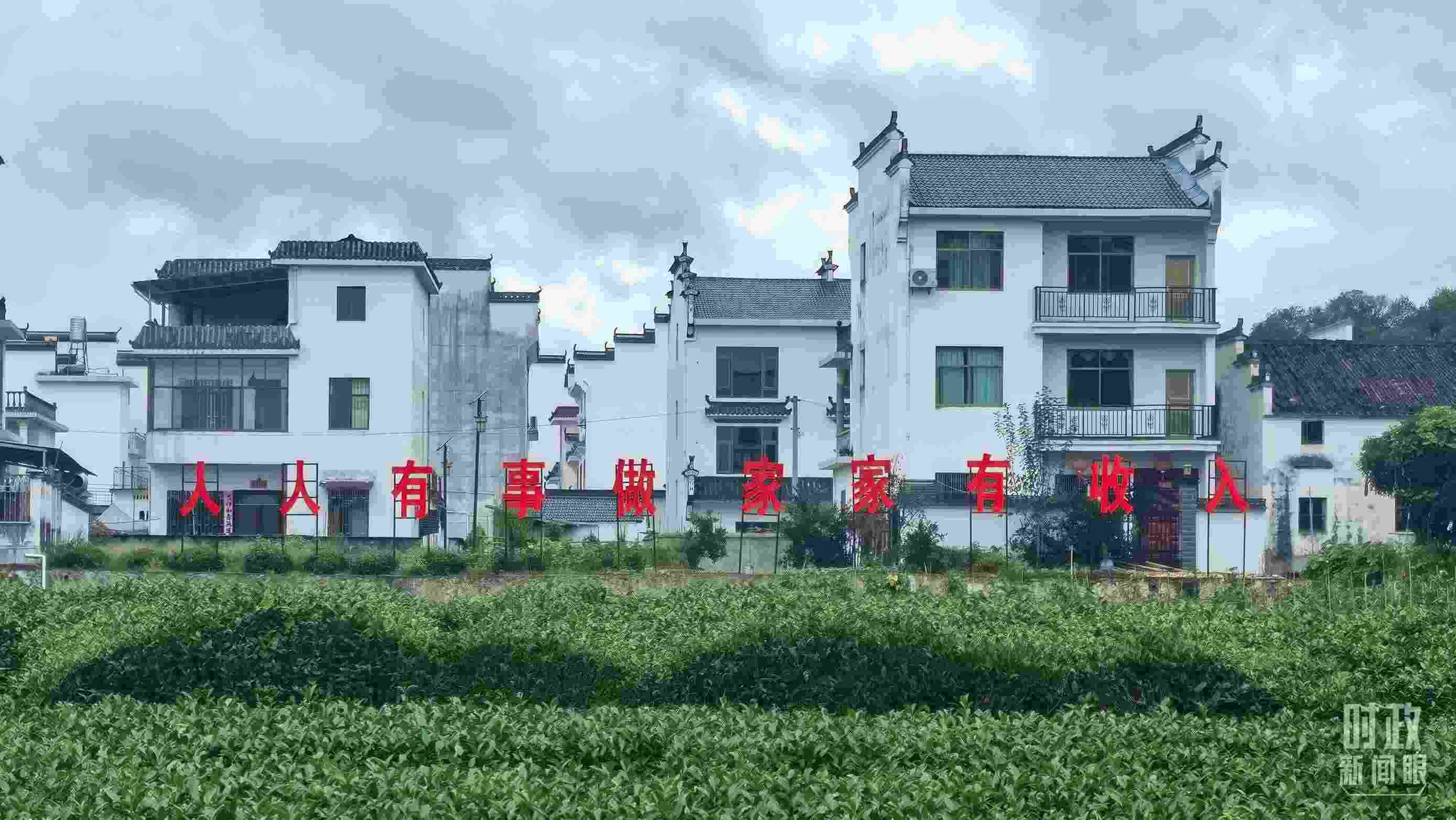 △石門村村民種植的茶葉。（總臺央視記者賈林拍攝）