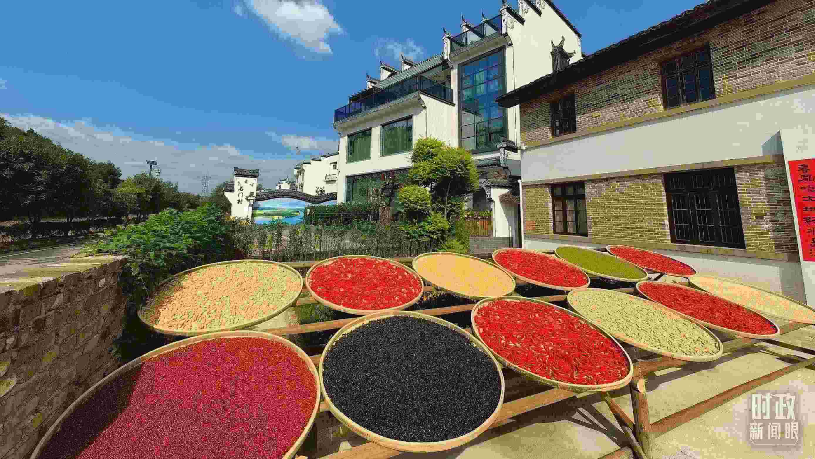 △曬秋農(nóng)俗成為婺源鄉(xiāng)村的一道美麗風(fēng)景。（總臺央視記者段德文拍攝）