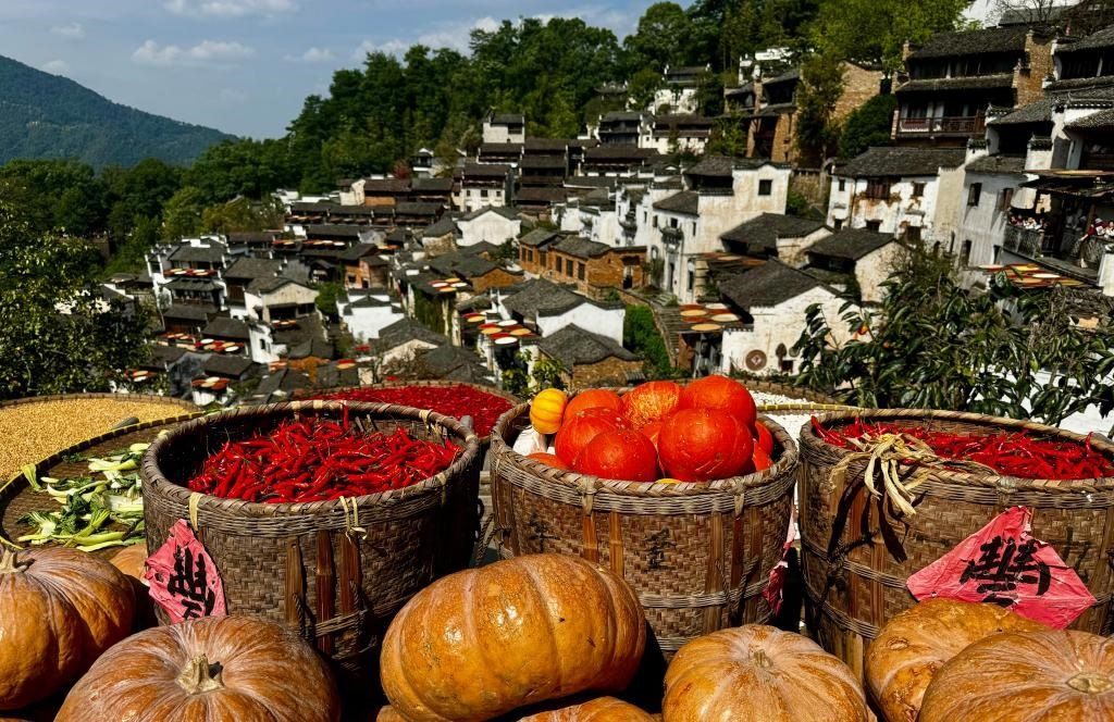 近日拍攝的江西省上饒市婺源縣篁嶺村曬秋畫面。新華社記者 胡晨歡 攝