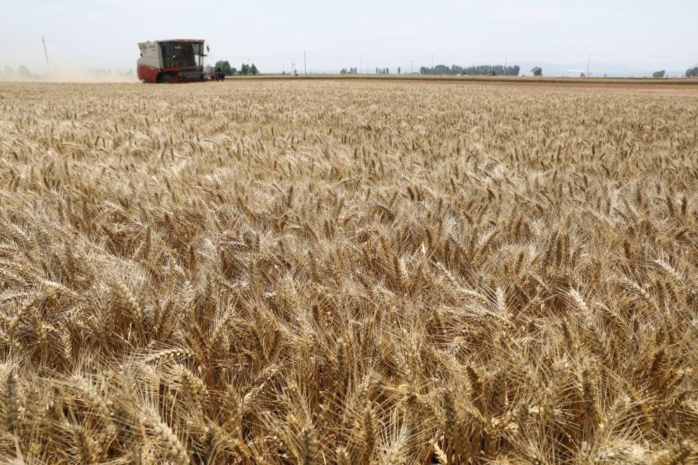  河南省焦作市溫縣黃河街道張王莊村村民駕駛收割機(jī)在田間收獲小麥（2023年6月6日攝）。新華社發(fā)（徐宏星 攝）