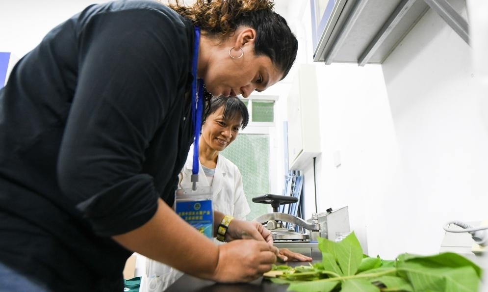 9月17日，來自哥倫比亞的研修班學(xué)員埃文·奧拉亞（左）在中國專家的指導(dǎo)下學(xué)習(xí)實操木薯組培快速繁育技術(shù)。