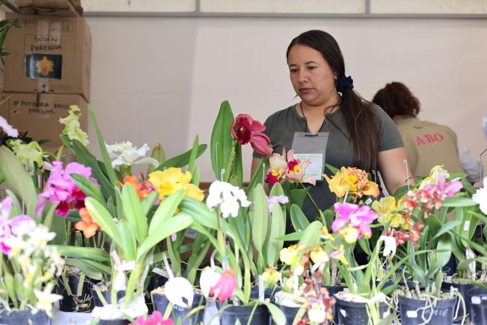 9月14日至17日，哥倫比亞首都波哥大舉辦蘭花展。