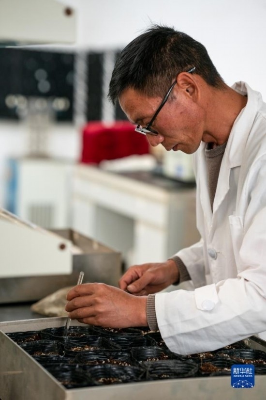 技術(shù)員田連通在實(shí)驗(yàn)室播種太空種子（4月3日攝）。