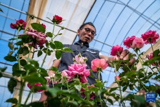在云南省安寧市現(xiàn)代農(nóng)業(yè)園區(qū)玫瑰種植示范園，技術(shù)員田連通觀察玫瑰花（10月20日攝）。