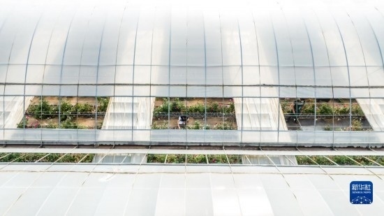 云南省安寧市現(xiàn)代農(nóng)業(yè)園區(qū)玫瑰種植示范園一景（無人機(jī)照片，10月20日攝）。