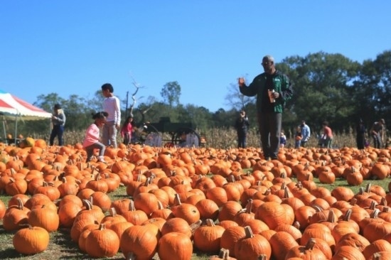  2020年10月31日，在美國新奧爾良市，人們在南瓜農(nóng)場里玩耍。新華社發(fā)（魏蘭攝）