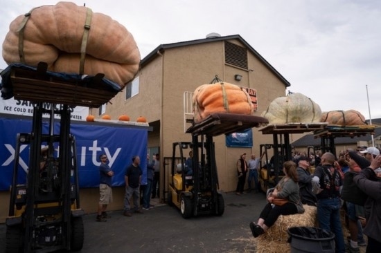  10月9日，在美國加利福尼亞州圣馬特奧縣半月灣舉行的南瓜稱重大賽現(xiàn)場，人們圍觀參賽的南瓜。新華社發(fā)（李建國攝）