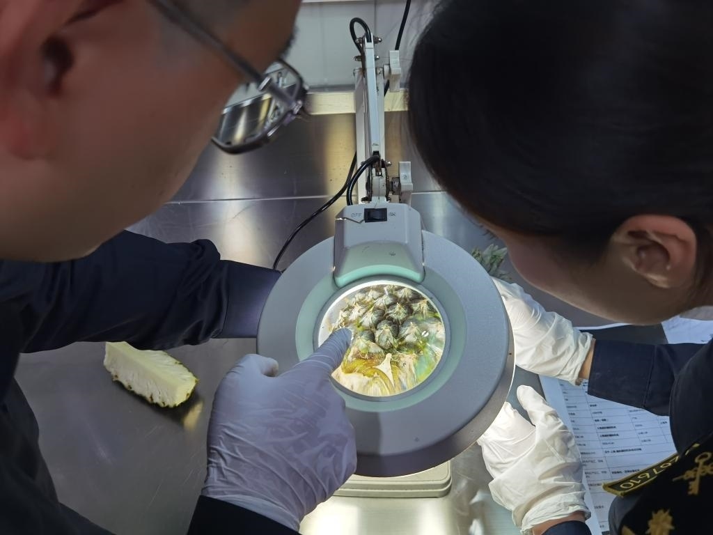 11月3日，上海海關(guān)關(guān)員對首批入境中國、參展第六屆進(jìn)博會(huì)的貝寧菠蘿進(jìn)行檢驗(yàn)檢疫。新華社記者 吳宇 攝