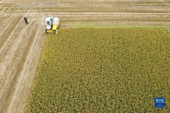 11月4日，在南通市通州區(qū)十總鎮(zhèn)育民村農(nóng)場(chǎng)，一臺(tái)設(shè)置好參數(shù)的無(wú)人收割機(jī)在工作中（無(wú)人機(jī)照片）。