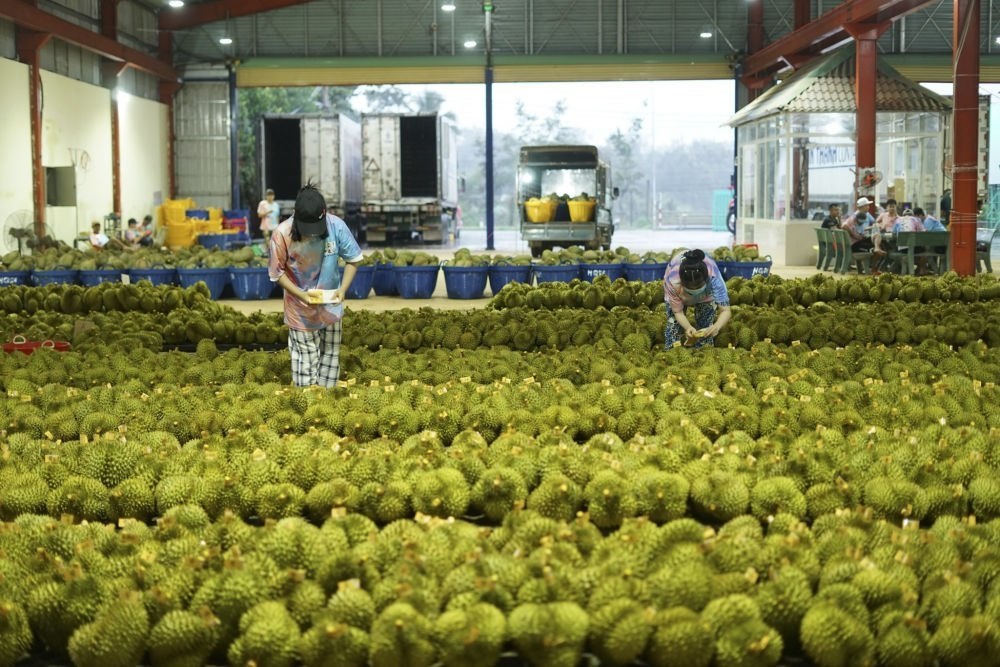 2023年9月15日，在越南多樂省一家榴蓮加工廠，工人在給即將出口到中國的榴蓮包裝貼牌。隨著《區(qū)域全面經(jīng)濟(jì)伙伴關(guān)系協(xié)定》紅利釋放，中國—東盟貿(mào)易規(guī)模進(jìn)一步擴(kuò)大。越來越多東盟國家的優(yōu)質(zhì)水果便捷地進(jìn)入中國市場，走上消費(fèi)者的餐桌。