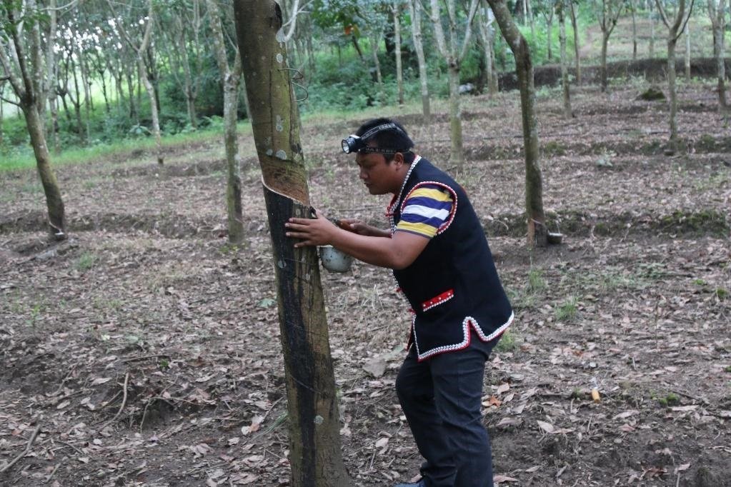 2017年10月，云南省永德縣團(tuán)樹(shù)村佤族膠農(nóng)蔣文富在割膠