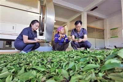  圖③：蒼梧法院六堡法庭法官深入茶企了解企業(yè)生產(chǎn)經(jīng)營情況。