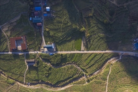 漠源鄉(xiāng)西柚基地。將樂縣農(nóng)業(yè)農(nóng)村局供圖