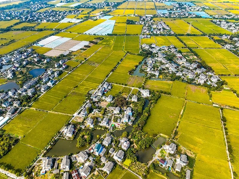 2023年10月22日，浙江海寧市黃灣鎮(zhèn)，金秋時節(jié)，金黃色的稻田與美麗鄉(xiāng)村構(gòu)成一幅寧靜祥和的畫卷。