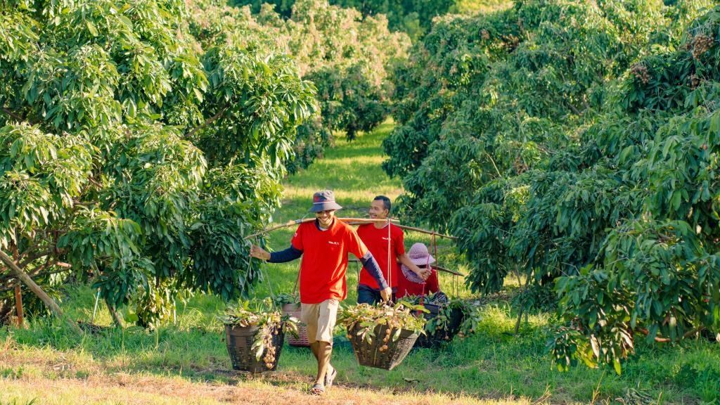 2023年10月，泰國(guó)尖竹汶府的龍眼種植園內(nèi)，采果工人正在運(yùn)輸新采摘的龍眼。（黎銀成攝 新華社發(fā)）