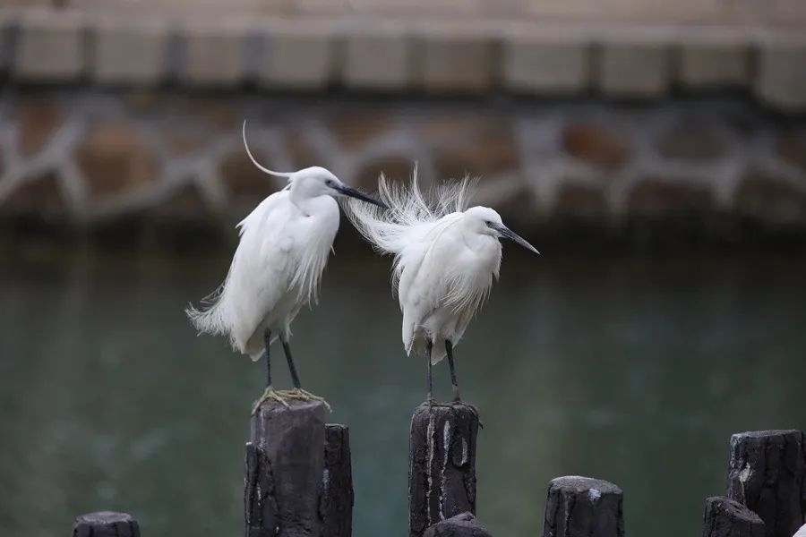 筼筜湖白鷺。人民網(wǎng)記者 陳博 攝