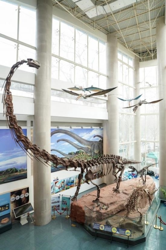 南京古生物博物館展出的馬門溪龍模型。新華社記者李博 攝