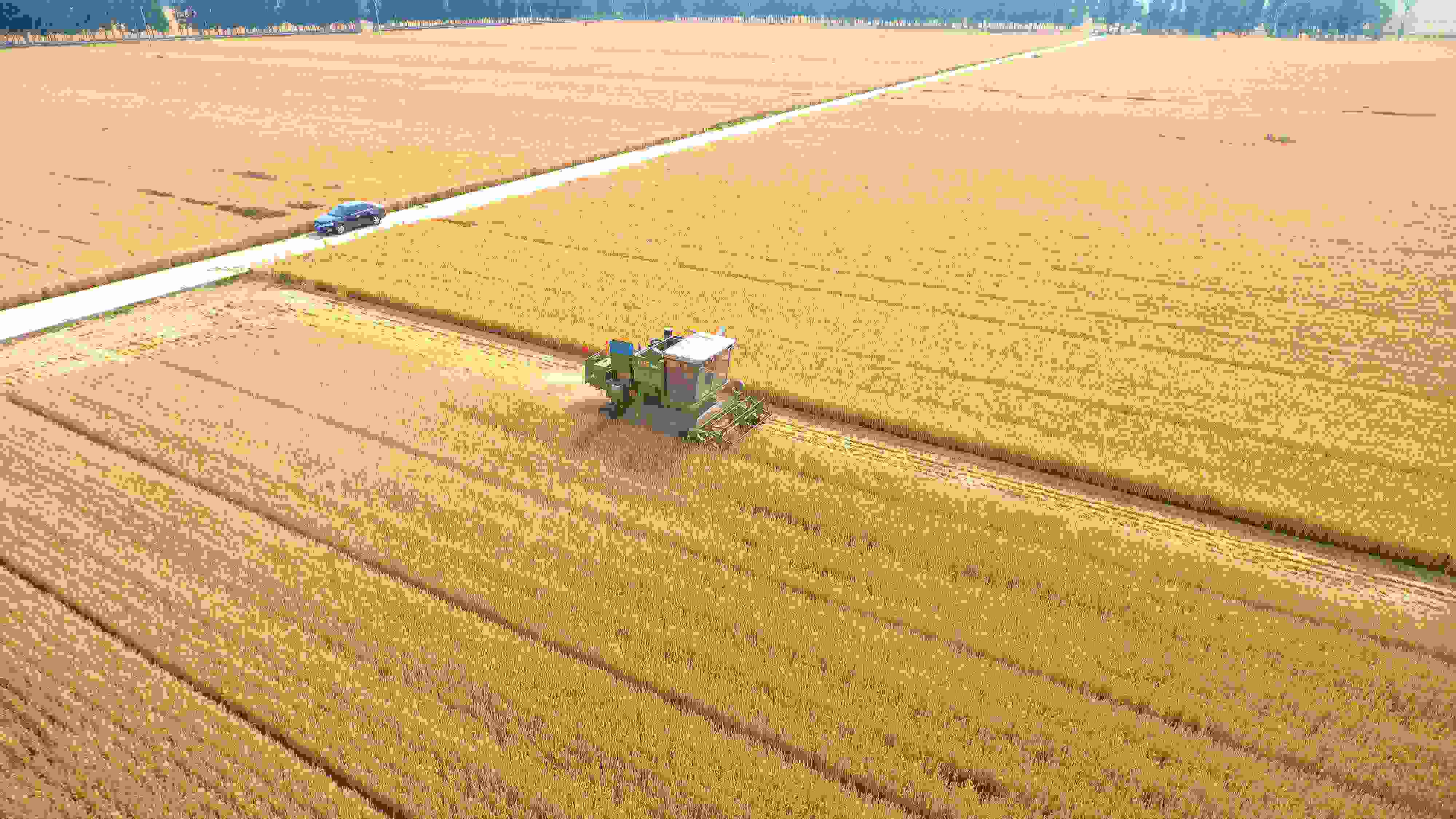 △ 2023年6月5日，山東聊城茌平區(qū)賈寨鎮(zhèn)王藥包村，收割機在田間進行小麥收割作業(yè)。