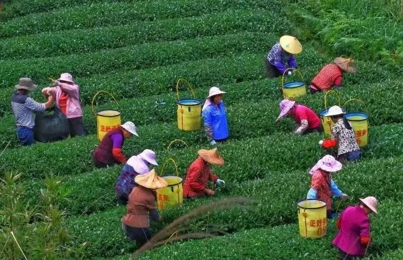 △軍營村茶農(nóng)在茶園采茶。