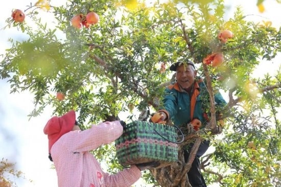 紅彤彤的石榴掛滿枝頭，農(nóng)戶們穿梭在林中采摘，享受著豐收的喜悅。