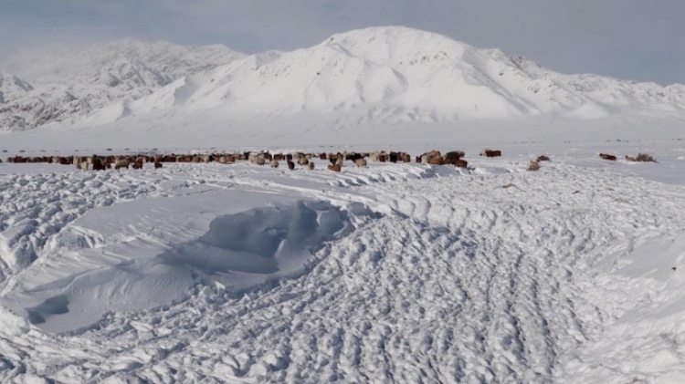 蒙古國近日發(fā)生雪災(zāi)。圖片來源：蒙政府網(wǎng)站
