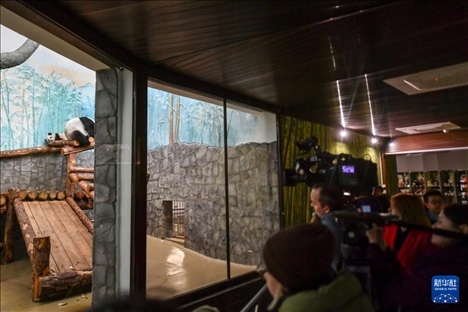 3月8日，人們在俄羅斯莫斯科動物園觀看大熊貓“喀秋莎”（左）和媽媽“丁丁”。新華社記者 曹陽 攝