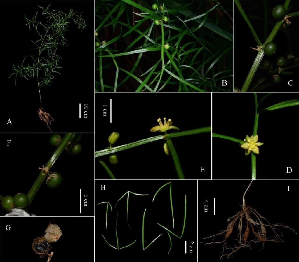 圖為大別山天門冬的形態(tài)特征。（中國(guó)科學(xué)院武漢植物園供圖）