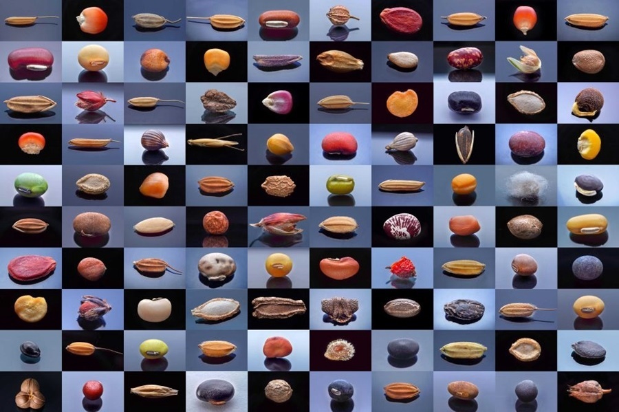 微距鏡頭下，湖南省農(nóng)作物種質(zhì)資源庫的種子千姿百態(tài)（100個種子拼版照片）。