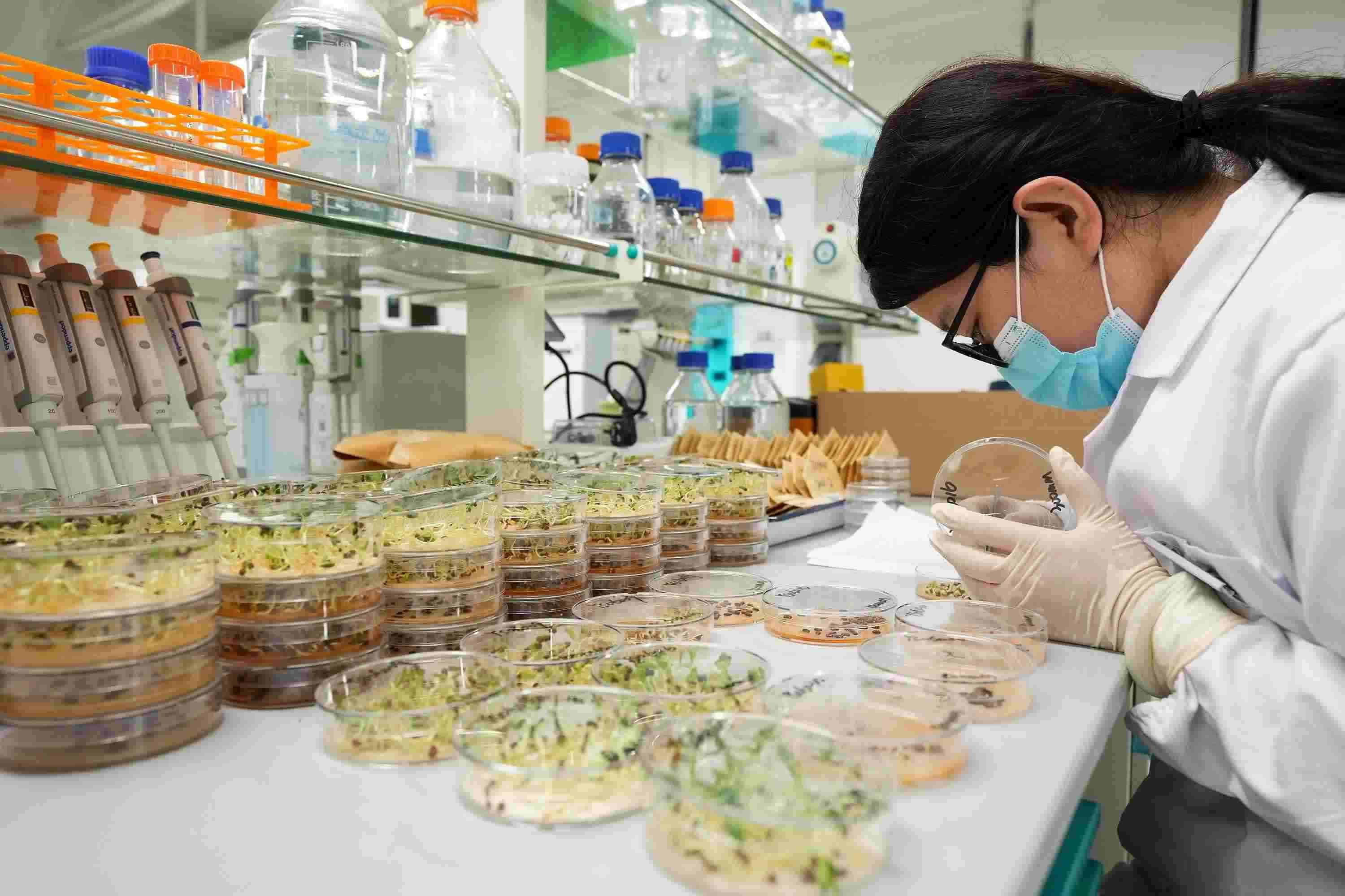 △ 海南三亞崖州灣科技城的崖州灣種子實(shí)驗(yàn)室，科研人員正在觀察種子樣本。