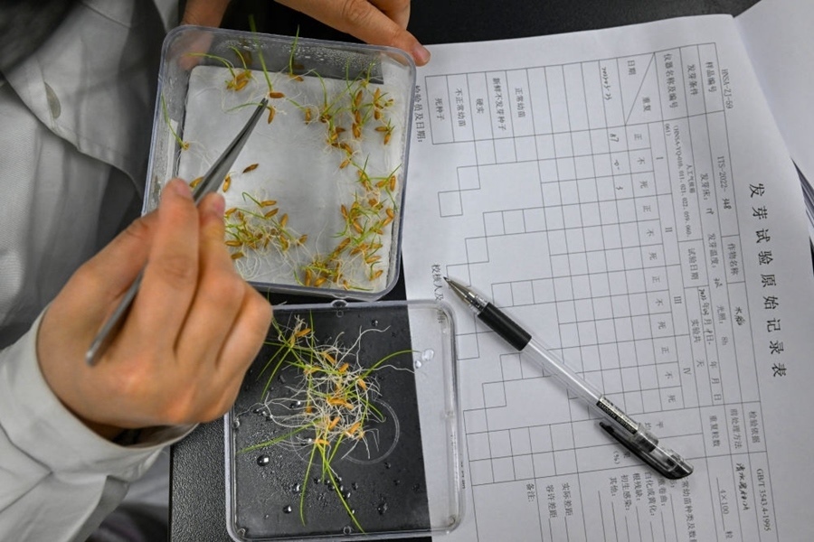 2022年3月23日，在湖南省農(nóng)作物種質(zhì)資源庫實驗室，檢測員對保存的水稻種子進(jìn)行發(fā)芽試驗檢測。