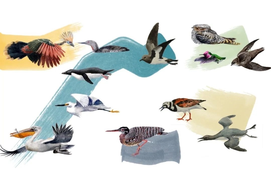 元素鳥類。浙江大學(xué)供圖