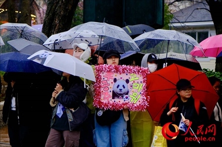 因“福寶”獲得力量和慰藉的年輕粉絲。 人民網(wǎng) 李帆攝