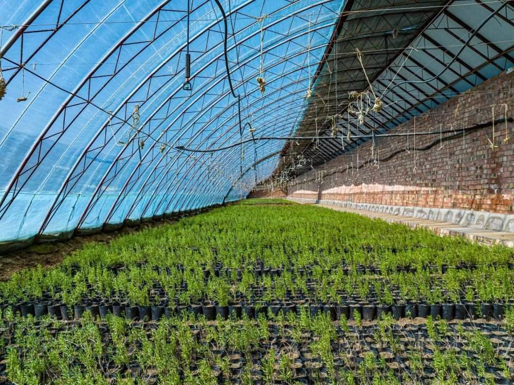 △內(nèi)蒙古一苗圃正在育苗。今年內(nèi)蒙古將投資2200萬(wàn)元保障“三北”工程種苗供應(yīng)，助力打好“三北”工程攻堅(jiān)戰(zhàn)。