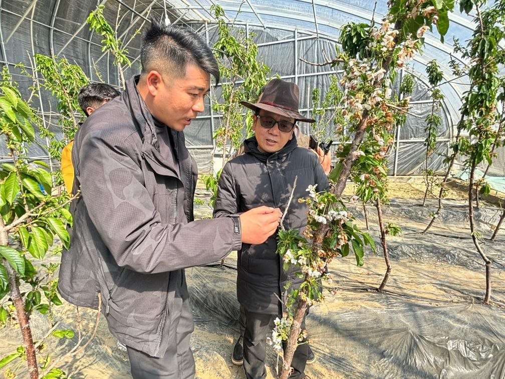 山東援藏小組及技術(shù)人員在大棚查看果蔬長勢。（受訪者供圖）