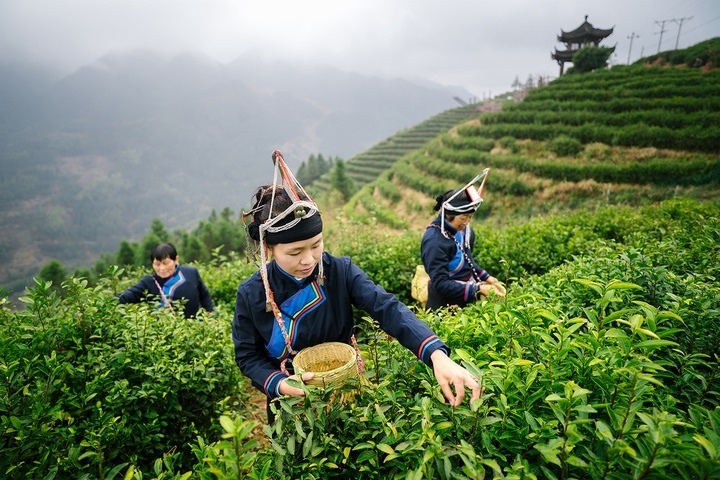 惠明茶采摘。供圖 共享聯(lián)盟·景寧
