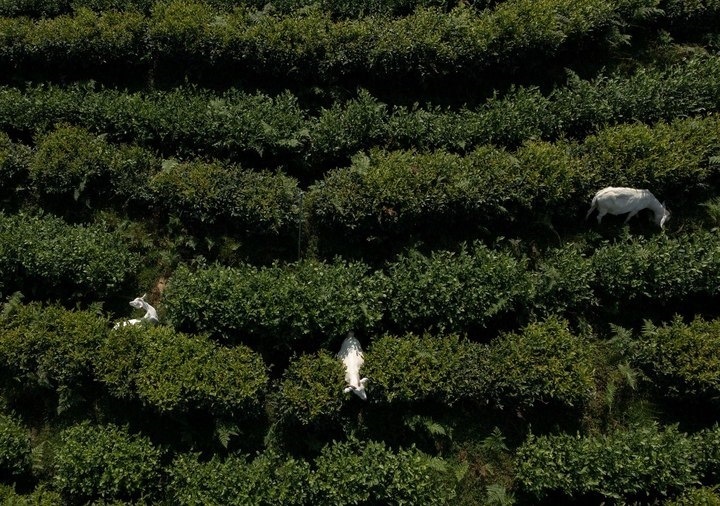 惠明茶園，養(yǎng)羊控草。供圖 共享聯(lián)盟·景寧
