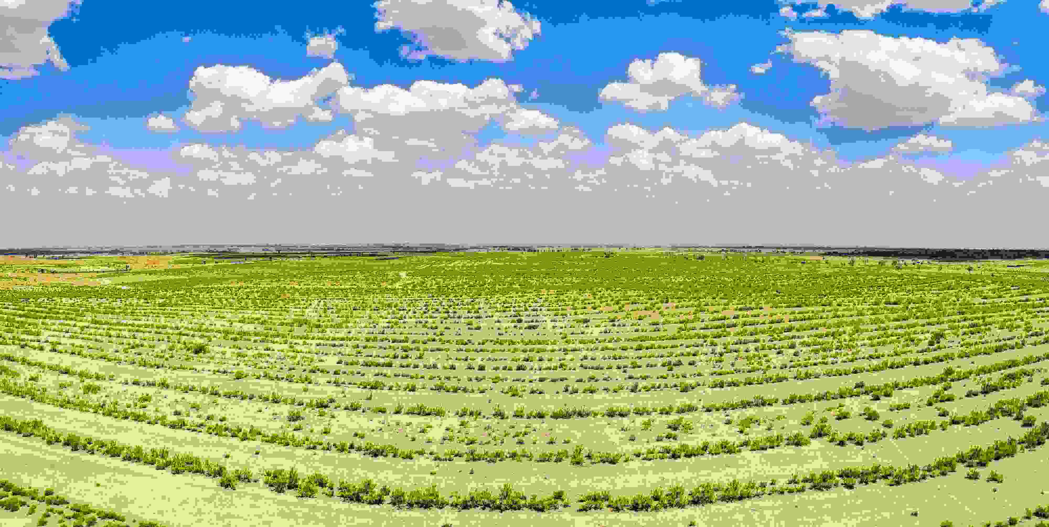 2023年6月7日，內(nèi)蒙古鄂爾多斯，毛烏素沙漠。