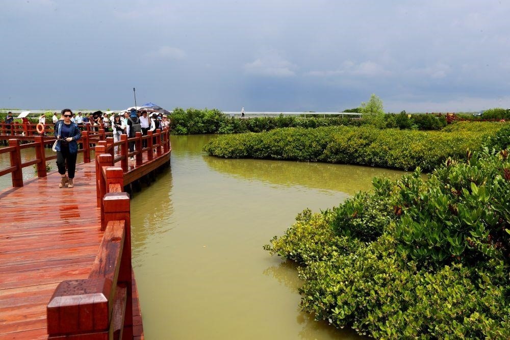 △2023年6月13日，人們?cè)趶V東湛江市麻章區(qū)金牛島觀賞紅樹林。