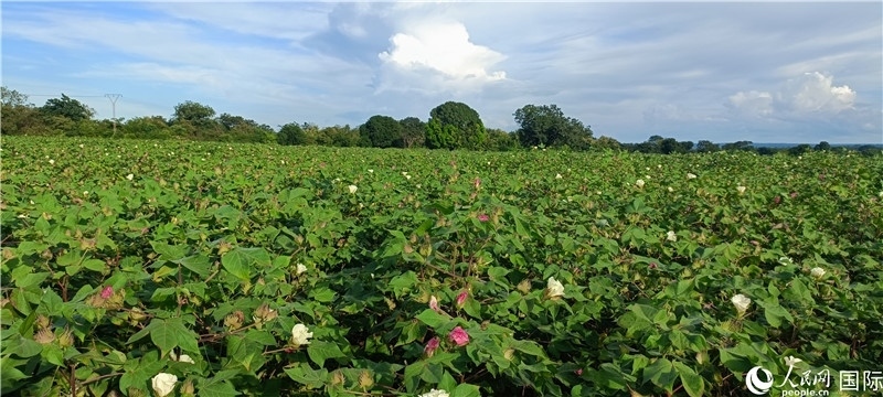 中國(guó)技術(shù)培養(yǎng)的當(dāng)?shù)孛藁ㄌ?。人民網(wǎng)記者 黃培昭攝