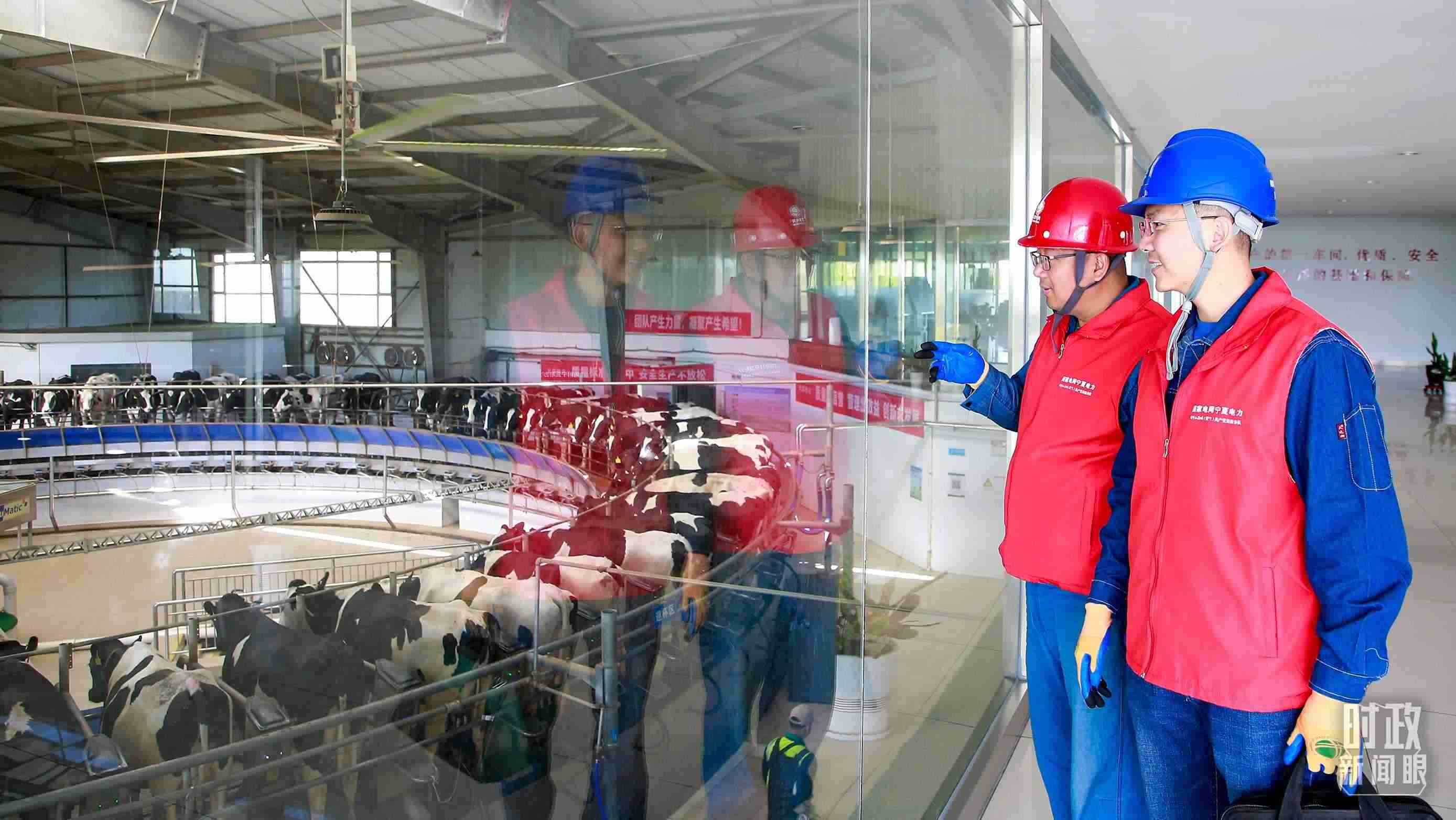  △寧夏銀川，電力員工深入奶牛養(yǎng)殖企業(yè)，助力數智化養(yǎng)殖。（圖/視覺中國）