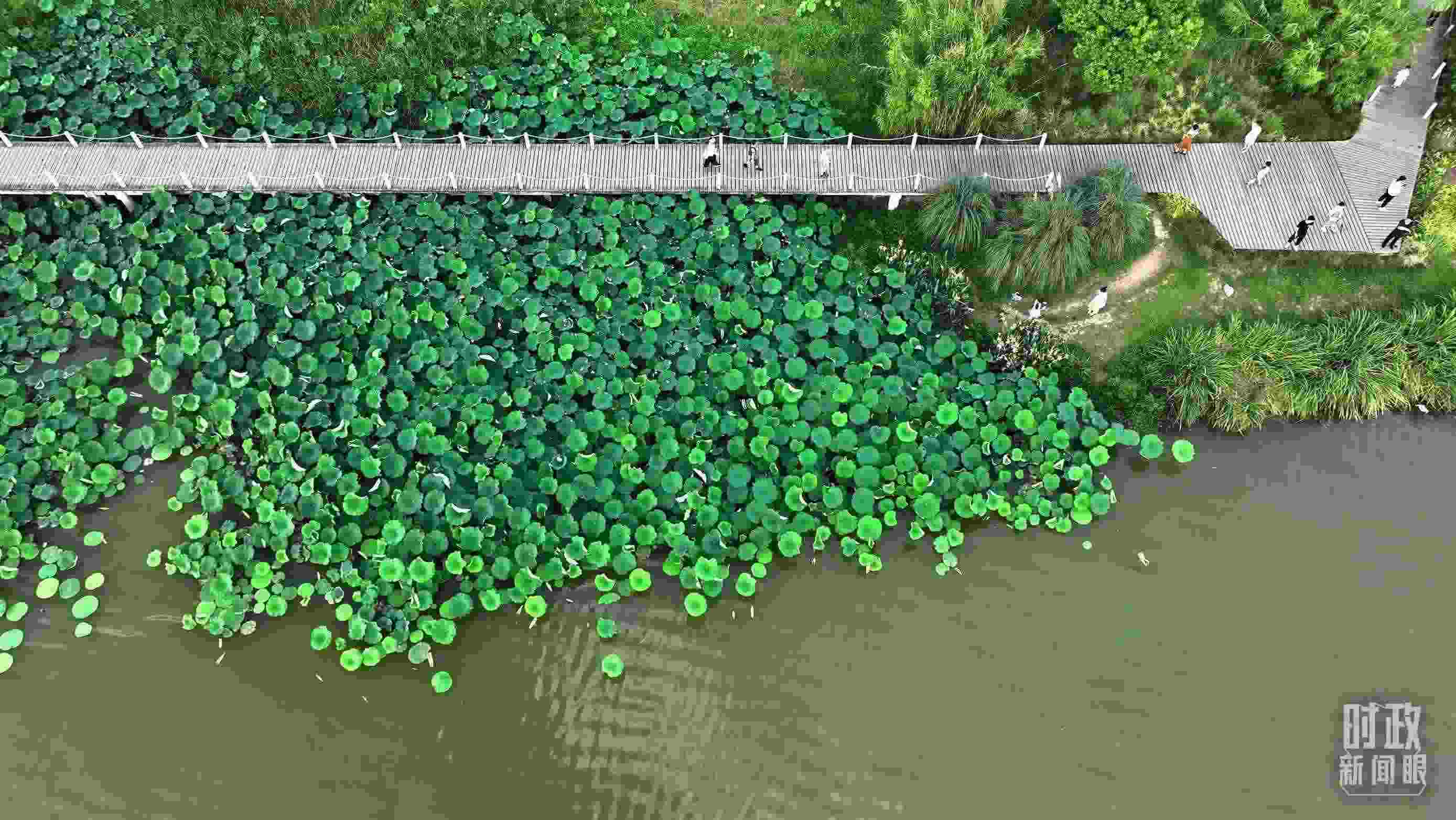 △陜西漢中天漢濕地公園內，游人穿行，荷影婆娑。（總臺記者劉海濤拍攝）